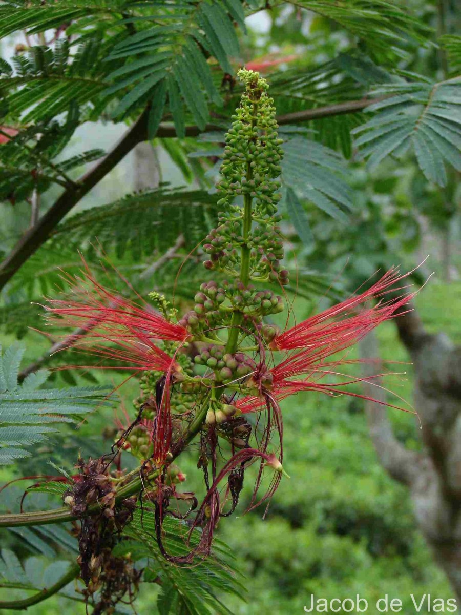 Calliandra houstoniana var. calothyrsus (Meisn.) Barneby